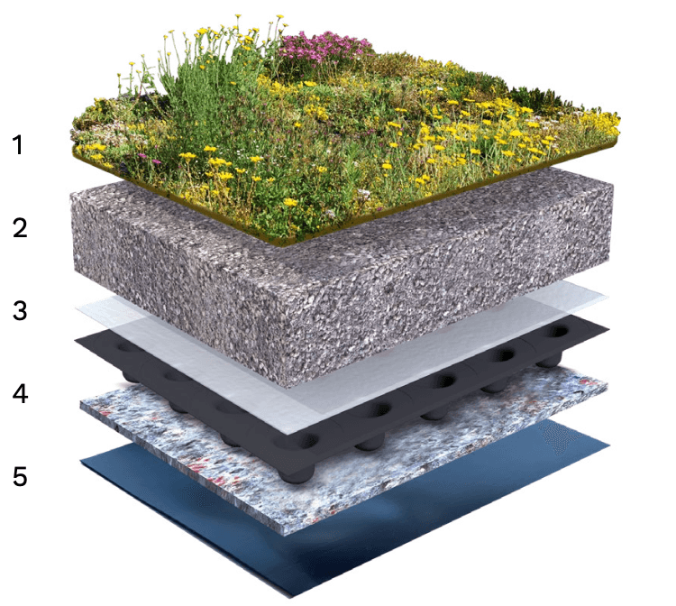 Lichtgewicht biodivers groendak — opbouw en doorsnede